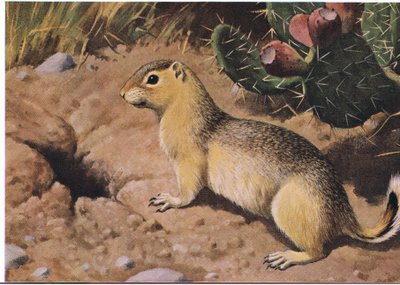Eastern Chipmunk, a Compulsive Provider Whose Many Cupboards Are Never Bare by Louis Agassiz Fuertes